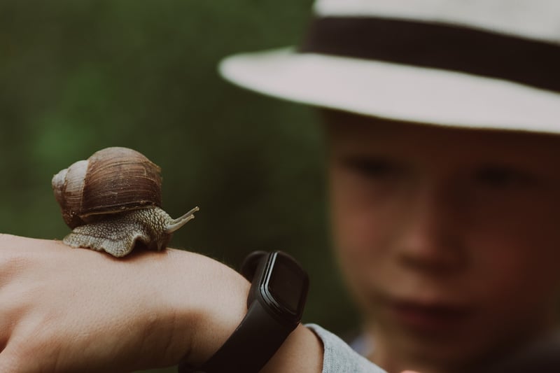 Escargot - France
